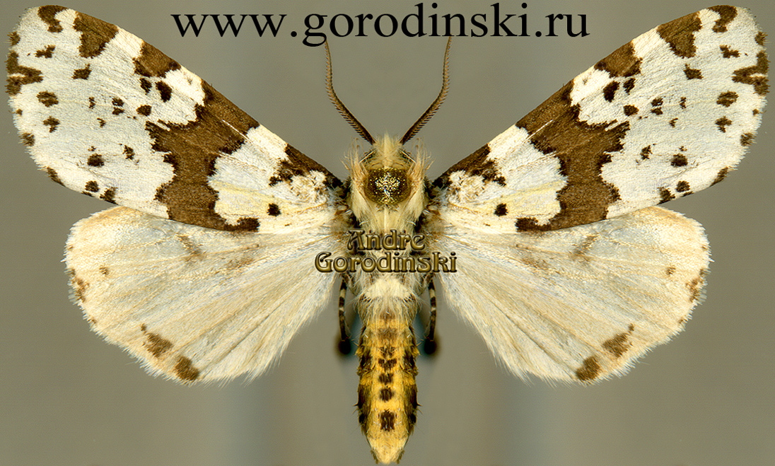http://www.gorodinski.ru/arctiidae/Andala unifascia.jpg
